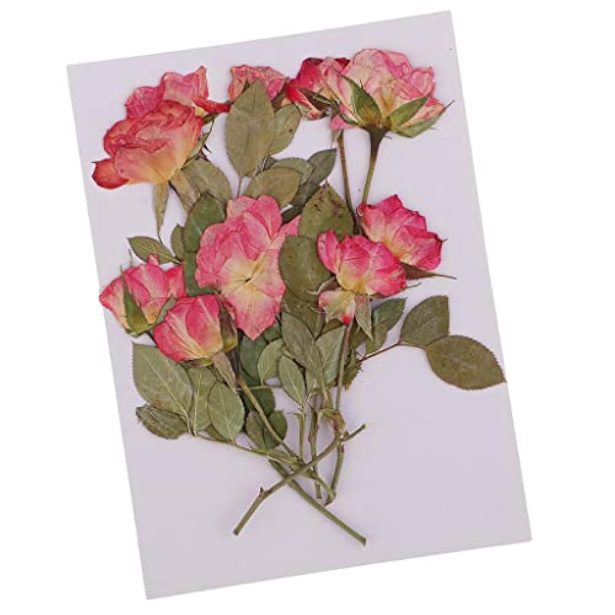 Pressed Dried Flowers Rose with Leaves for Crafting